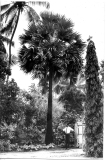 Symbolic Palmyrah Palm at 'Meadow Sweet', 81, Barnes Place, Colombo 7