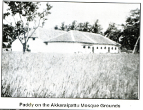 Paddy on the Akkaraipattu Mosque Grounds