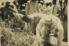 D.S. Senanayake harvesting paddy at Chengatpadai Farm