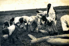 Workers at Chengatpadai Farm in 1943.