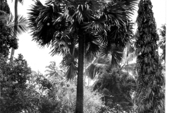 Symbolic Palmyrah Palm at \'Meadow Sweet\', 81, Barnes Place, Colombo 7