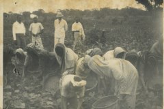 Workers at Chengatpadai Farm