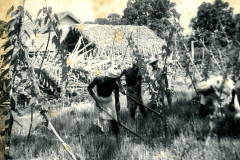 Workers at Chengatpadai farm in 1943