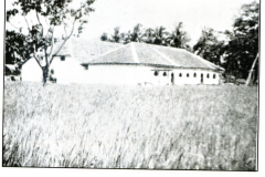 Paddy on the Akkaraipattu Mosque Grounds